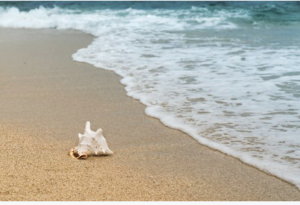 Sea water washing up on shore with a conch shell sitting in the sand.