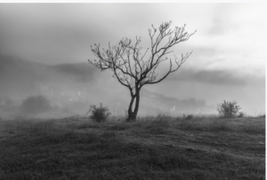 A bare tree with shrubs in an open field with grey cloudy skies.
