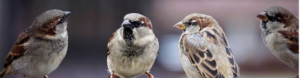 Four brown, white and grey sparrows standing around together.