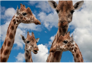 A family of giraffes of two parents and two kids.