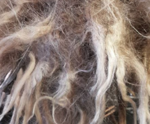 Image of blonde dreads matted at the roots.