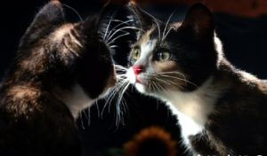 A cat staring at its reflection.