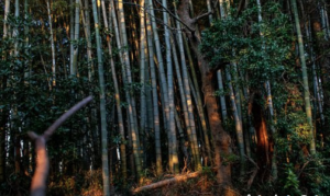 A dense forest of tall trees with slight sunshine streaming in.