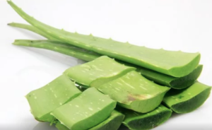 Some green aloe vera fronds cut up in various pieces.