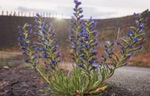 Image of a weed with purple flowers growing from asphalt.