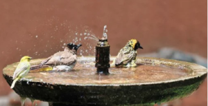Small birds bathing and splashing in a stone birdbath