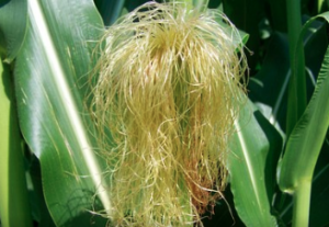 Hair hanging down on a corn cob.