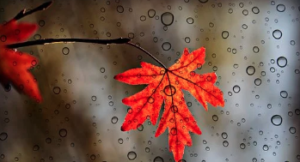 A red maple leaf in the rain seen through a window.