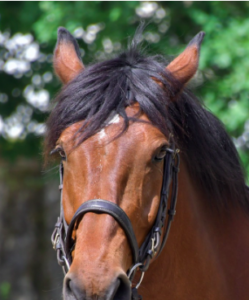 A bay horse in a bridle with its forelock parted to one side