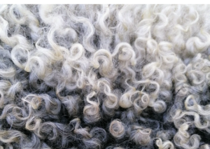 Close-up of curly cream and grey sheep's wool