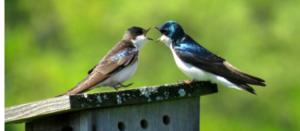 Two small birds arguing beak to beak.