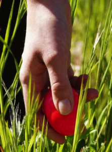 A hand picking up a red, plastic egg from tall grass.