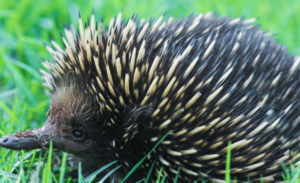 An echidna with cream and black spines walking through green grass