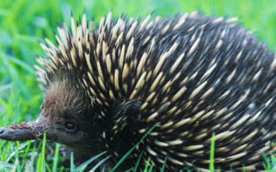 How Long Should Hair Be for Cornrows
