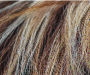 Highlighted hair mixed with strands of gray.