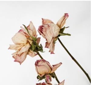 Three dried pale pink roses on their stems against a white background