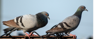 Two pigeons perched side by side on a metal rail