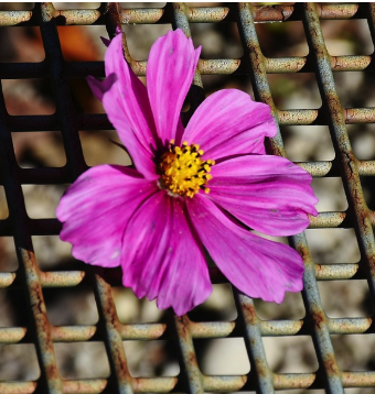 A pink flower on a metal grate.
