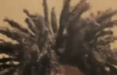 A full head of dark-blond freeform locks standing on end.